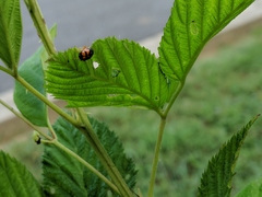 Griburius scutellaris