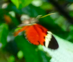 Heliconius numata