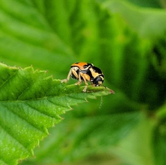 Griburius scutellaris