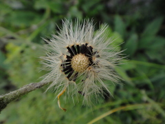 Hieracium arolae