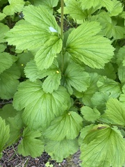 Geum macrophyllum macrophyllum