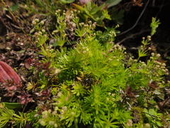 Galium noricum