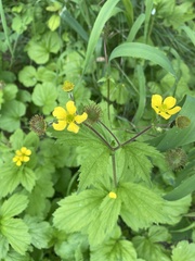 Geum macrophyllum macrophyllum