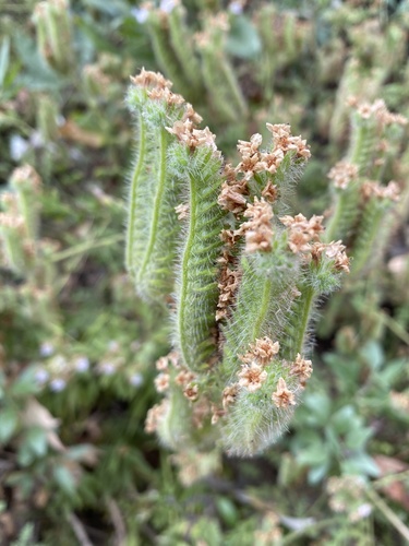 iNaturalist observation photo of branching phacelia