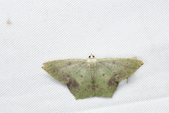 Neohipparchus hypoleuca