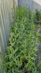 Cirsium arvense