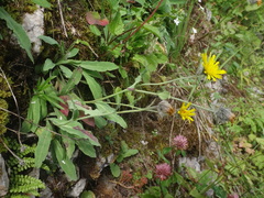 Hieracium glabratum