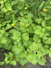 Geum macrophyllum macrophyllum