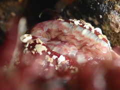 Urticina felina