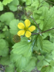 Geum macrophyllum macrophyllum