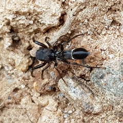 Leptorchestes mutilloides