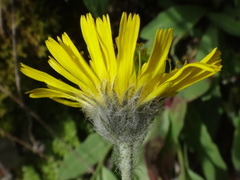 Hieracium glabratum