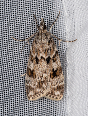 Scoparia basistrigalis