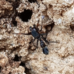 Leptorchestes mutilloides