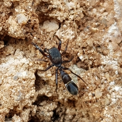 Leptorchestes mutilloides