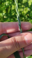 Elymus repens