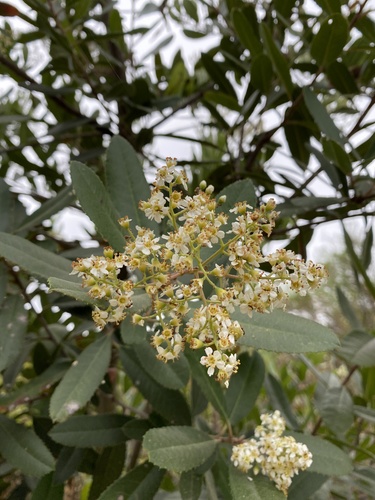 iNaturalist observation photo of Toyon