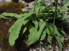 Hieracium glabratum