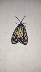 Cyclosia papilionaris