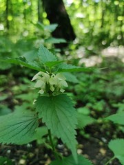 Lamium album