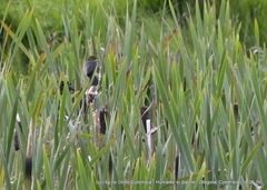 Chrysomus icterocephalus bogotensis