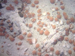 Lecanora cinereofusca