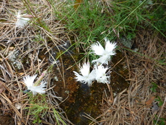 Dianthus acicularis