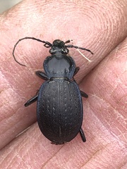 Carabus goryi