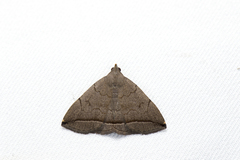 Zanclognatha subtriplex