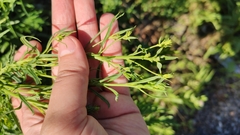 Linaria vulgaris