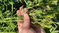 Linaria vulgaris