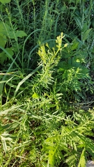 Linaria vulgaris