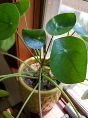 Pilea peperomioides