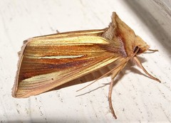 Plusia venusta