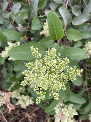 iNaturalist observation photo of laurel sumac