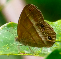 Yphthimoides maepius