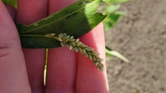 Persicaria