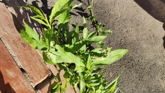 Persicaria