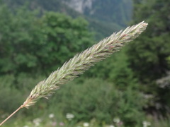 Phleum hirsutum