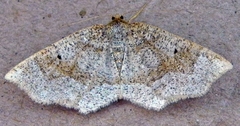 Metarranthis indeclinata