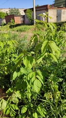 Acer negundo