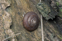 Quantula striata