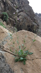 Mostacillastrum volckmannii