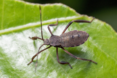 Mictis longicornis
