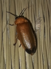 Abscondita