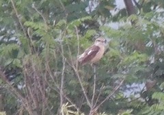 Saxicola stejnegeri