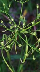 Cynosciadium digitatum