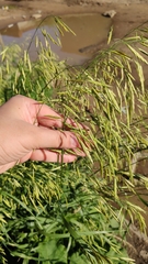 Bromus inermis