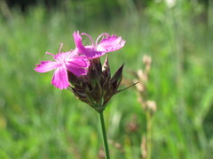 Dianthus membranaceus