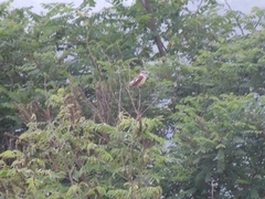 Saxicola stejnegeri